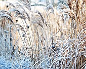 Winter frosts cover die back stems ornamental grasses