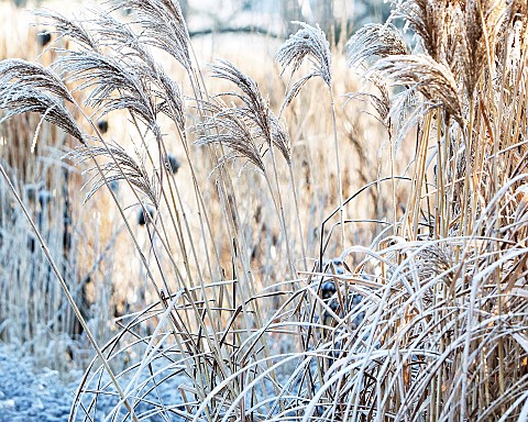 Winter_frosts_cover_die_back_stems_ornamental_grasses