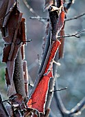 Acer griseum Paper Bark Maple