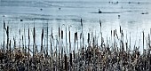 Bull rushes on edge of lake in winter