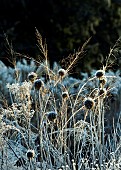 Frost covered borders of died back foliage