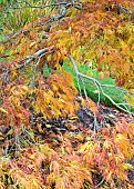 Acer palmatum Dissectum Viridis Japanese maple