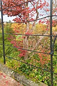Acer and trellis walk in late autumn