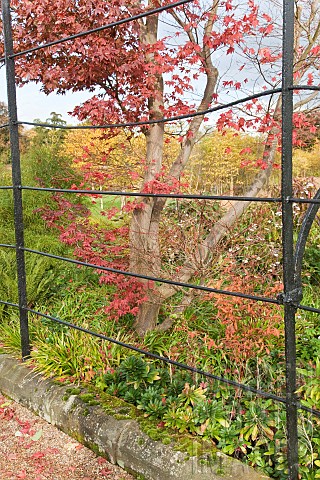 Acer_and_trellis_walk_in_late_autumn