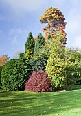 Trees conifers and shrubs in late autumn