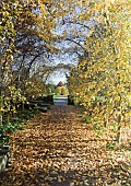 Carpinus betulus hornbeam walkway tunnel