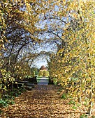 Carpinus betulus hornbeam walkway tunnel