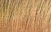 Stunning ornamental grasses