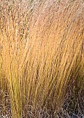 Stunning ornamental grasses