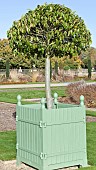 Standard Bay Tree Laurus Nobillis i