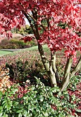 Mature Tree in Autumn colour