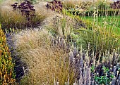 Ornamental Grasses in Autumn