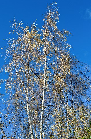 Betula_Birch_Tree