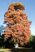 Taxodium distichum Swamp cypress