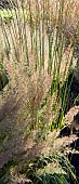 Ornamental grasses Pennisetum orientale in Autumn at Trentham Gardens Staffordshire England, in the garden designed by Piet Oudolf