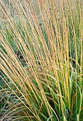 Miscanthus sinensis Ornamental grasses