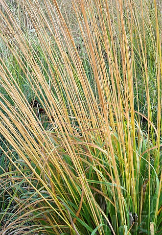 Miscanthus_sinensis_Ornamental_grasses