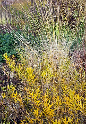 Stunning_explosion_of_Autumn_colour_mixed_borders_Perennials_and_Ornamental_grasses