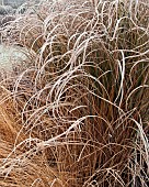 Frosted foliage of Oranmental grasses