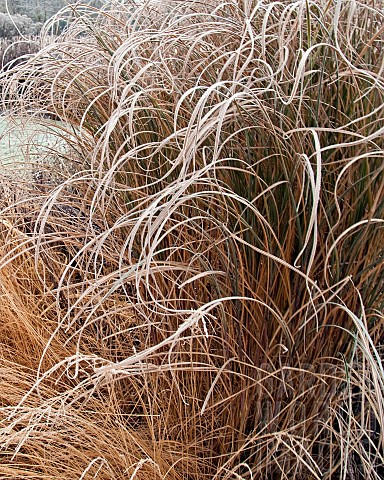 Frosted_foliage_of_Oranmental_grasses