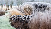 Severe Frost on Ornamental Grasses