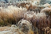 Frosted borders of hebaceous perennials and ornamental grasses designed by Pieter Oudolf at Trentham gardens Staffordshire in winter
