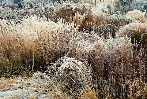 Frosted_borders_of_hebaceous_perennials_and_ornamental_grasses_designed_by_Pieter_Oudolf_at_Trentham