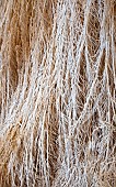 Frosted foliage of perennial grasses