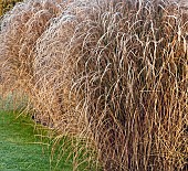 Frosted foliage of perennial grasses