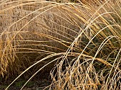 Frosted foliage of perennial grasses