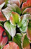 Frosted Bergenia leaves Elephant Ears i