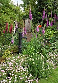 Country cottage garden with Lupins, Foxgloves, Gereaniums, and Hosta