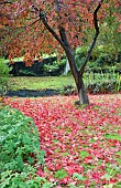 Acer palmatum Atropurpureum