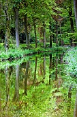 Bluebell Wood including white flowers of Wild Garlic in May