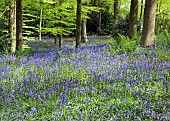 Decidous Woodland in with bluebells and Beech Trees in late spring