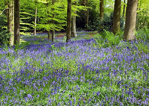 Decidous_Woodland_in_with_bluebells_and_Beech_Trees_in_late_spring