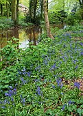 Decidous Woodland in with bluebells and Beech Trees in late spring