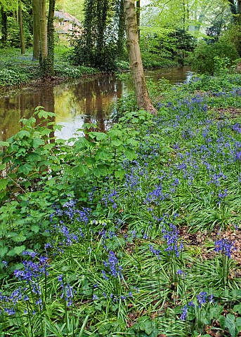 Decidous_Woodland_in_with_bluebells_and_Beech_Trees_in_late_spring