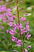 Epilobium angustifolium Rosebay Willowherb