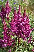 Astilbe chinensis Vision in Red Chinese Astilbe