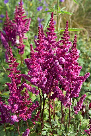 Astilbe_chinensis_Vision_in_Red_Chinese_Astilbe