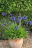 Agapanthus Blue Giant