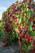 Vitis coignetiae Vine