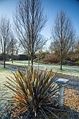 Frosted trees and shrubs in  winter sunlight