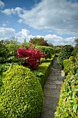 Striking red acer Laurel box hedge