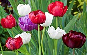Tulips Red, White, Purple and Burgundy