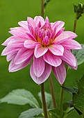 Dahlia Waterlily Christine