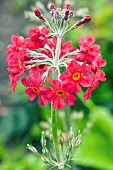 Primula Inverewe Candelabra primula