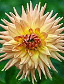 Dahlia Gold Crown