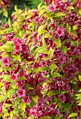 Weigela Olympiade BRIANT RUBIDOR